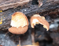 Crepidotus calolepis