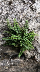 Asplenium trichomanes