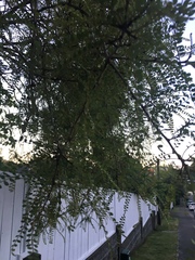 Sophora microphylla