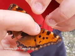 Nymphalis polychloros