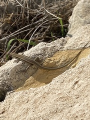 Ophisops elegans schlueteri