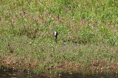 Anseranas semipalmata