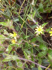 Cullumia aculeata sublanata