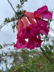 Cantua