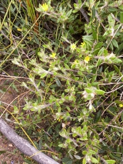 Cullumia aculeata sublanata