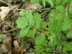 Cardamine flexuosa