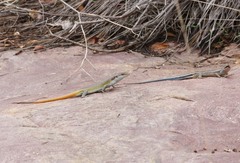 Trachylepis margaritifera