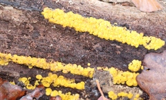Calycina citrina