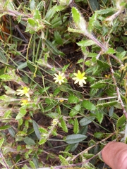 Cullumia aculeata sublanata