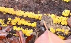 Calycina citrina