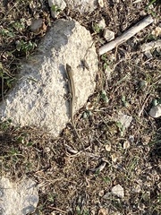 Ophisops elegans schlueteri