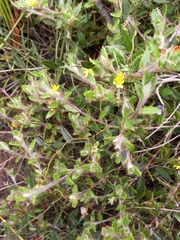 Cullumia aculeata sublanata