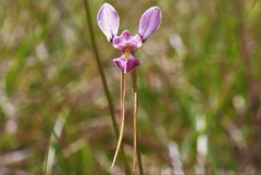 Diuris punctata