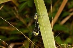 Austrogomphus amphiclitus