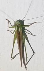 Conocephalus maculatus