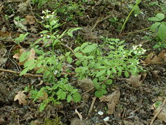 Cardamine flexuosa