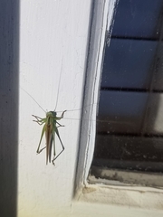 Conocephalus maculatus