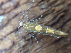 Pyroderces apparitella