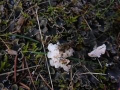 Peltigera ponojensis