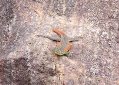 Platysaurus minor