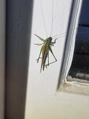 Conocephalus maculatus