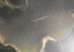 Peltigera ponojensis