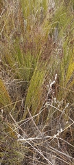 Elegia microcarpa