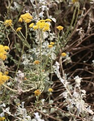 Helichrysum cymosum