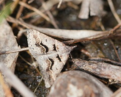Dichromodes atrosignata