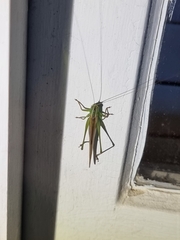 Conocephalus maculatus