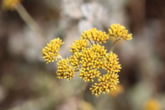 Helichrysum cymosum