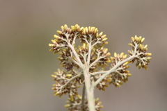 Helichrysum cymosum