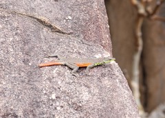 Platysaurus minor