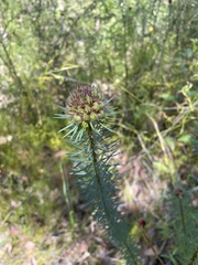 Pultenaea stipularis