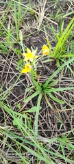 Hypoxis angustifolia