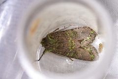 Ichneutica insignis