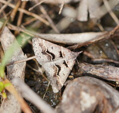 Dichromodes atrosignata