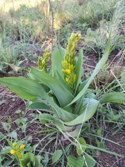 Hypoxis colchicifolia