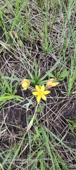 Hypoxis angustifolia