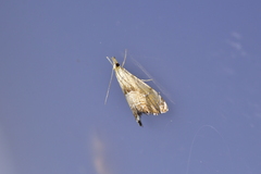 Glaucocharis harmonica