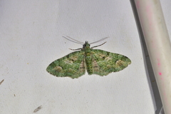 Pasiphila semochlora