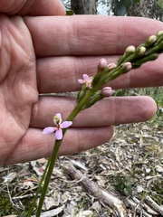 Stylidium armeria