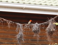 Anaplectes rubriceps