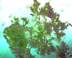 Nitella hyalina