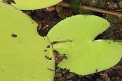 Xanthagrion erythroneurum