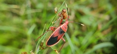 Probergrothius sanguinolens