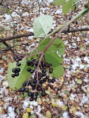 Sambucus nigra