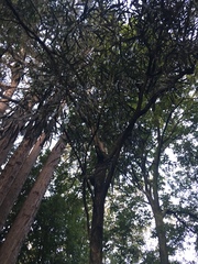 Pseudopanax crassifolius