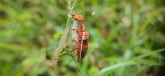 Probergrothius sanguinolens