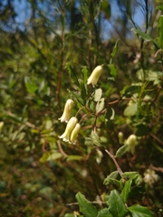Billardiera scandens